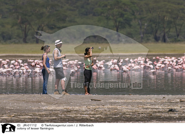 colonyof lesser flamingos / JR-01112